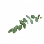 Зелень &laquo;Эвкалипт&raquo;