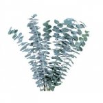 Зелень &laquo;Эвкалипт&raquo;