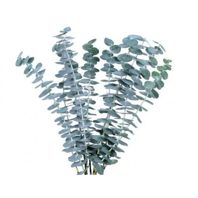 Зелень &laquo;Эвкалипт&raquo;