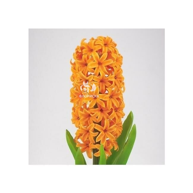 Гиацинт &laquo;Оранжевый&raquo;