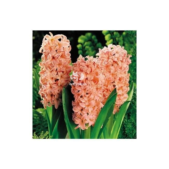 Гиацинт &laquo;Оранжевый&raquo;