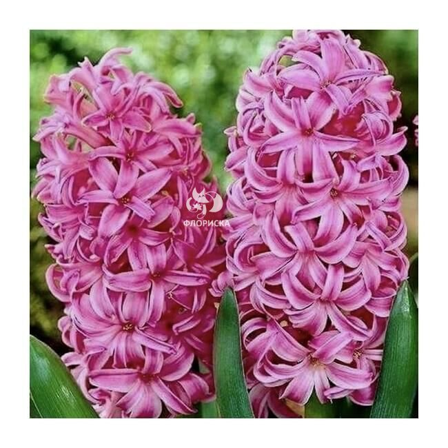 Гиацинт &laquo;Розовый&raquo;