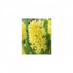 Гиацинт &laquo;Жёлтый&raquo;