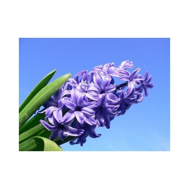 Гиацинт &laquo;Сиреневый&raquo;