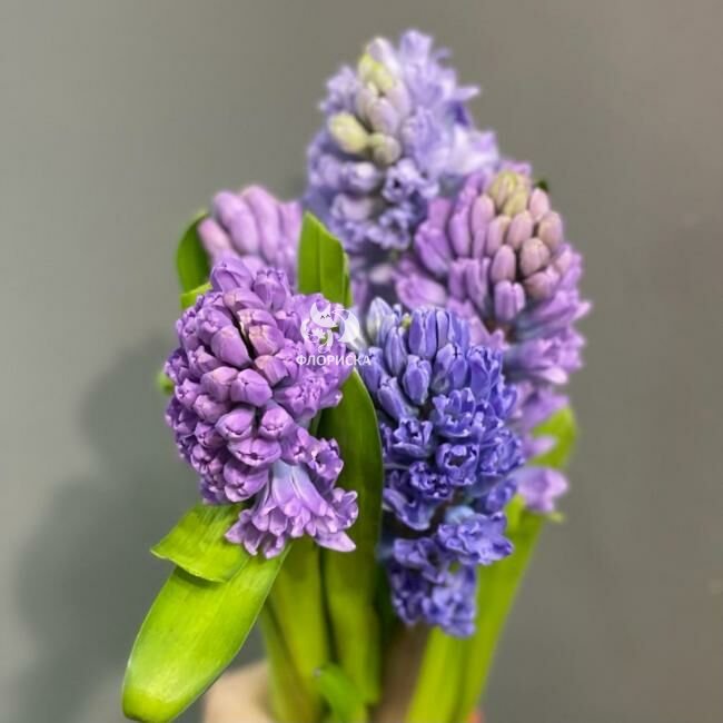 Гиацинт &laquo;Сиреневый&raquo;