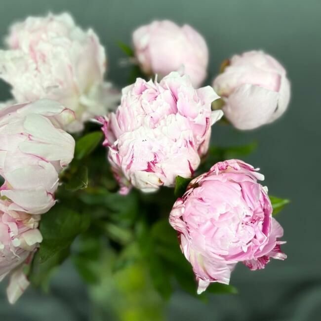 Пион &laquo;Нежный&raquo;