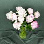 Пион &laquo;Нежный&raquo;