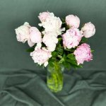 Пион &laquo;Нежный&raquo;