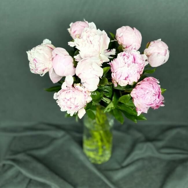 Пион &laquo;Нежный&raquo;