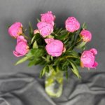 Пион &laquo;Малиновый&raquo;