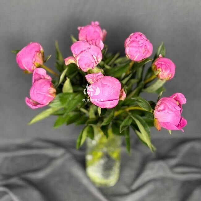 Пион &laquo;Малиновый&raquo;