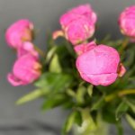 Пион &laquo;Малиновый&raquo;