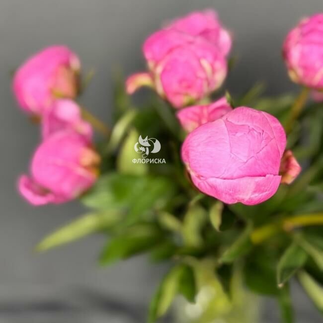 Пион &laquo;Малиновый&raquo;