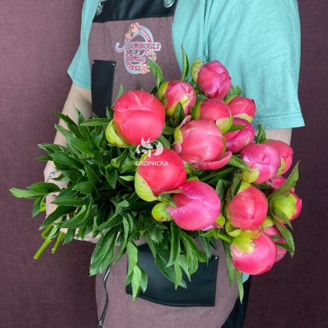 Пион &laquo;Корал шарм&raquo;