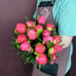 Пион &laquo;Корал шарм&raquo;