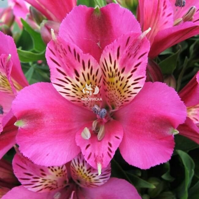 Альстромерия &laquo;Ярко-розовая&raquo;