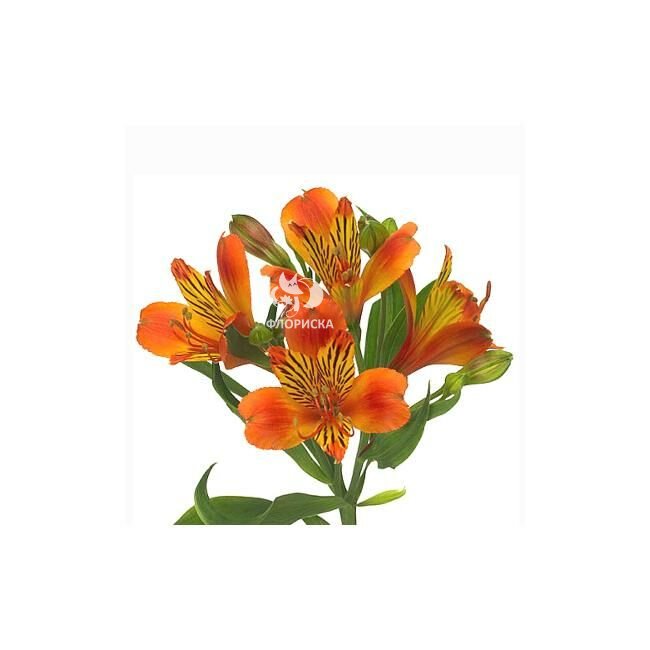 Альстромерия &laquo;Оранжевая&raquo;