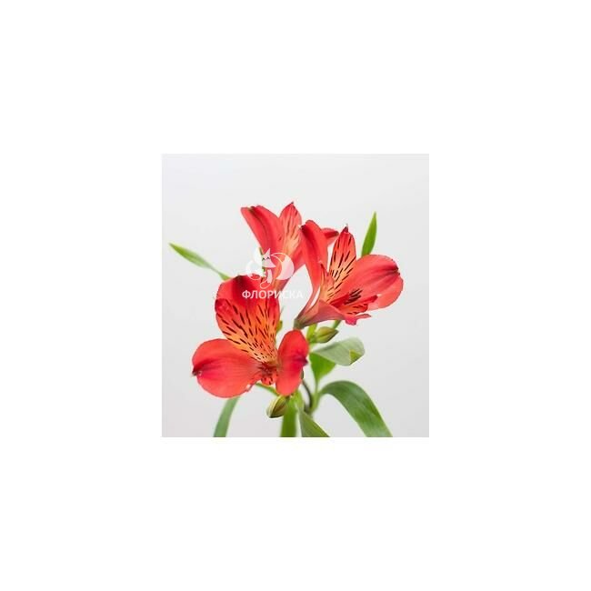 Альстромерия &laquo;Ярко-Красная&raquo;