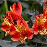 Альстромерия &laquo;Ярко-Красная&raquo;