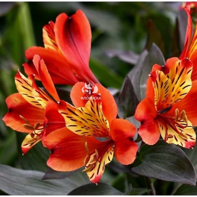 Альстромерия &laquo;Ярко-Красная&raquo;