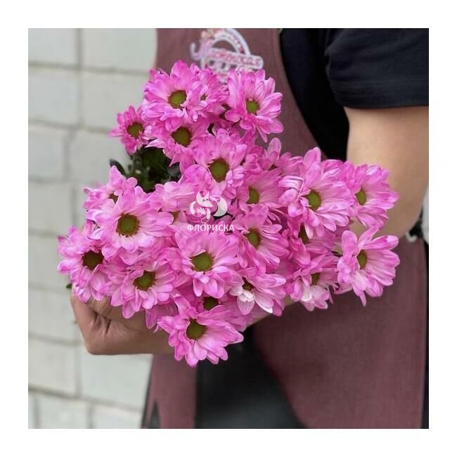 Хризантема кустовая &laquo;Лайт пинк&raquo;