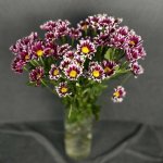 Хризантема кустовая &laquo;Саба чери&raquo;