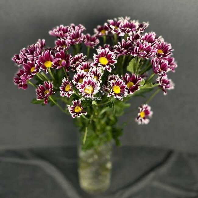 Хризантема кустовая &laquo;Саба чери&raquo;