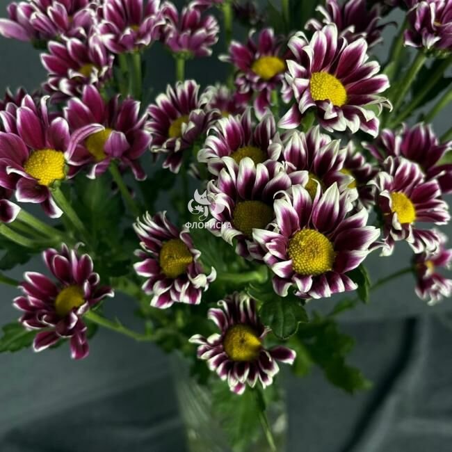 Хризантема кустовая &laquo;Саба чери&raquo;