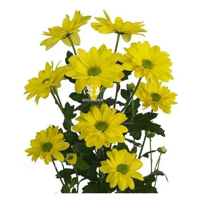 Хризантема кустовая &laquo;Жёлтая селебрейт&raquo;