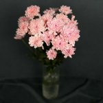 Хризантема кустовая &laquo;Алтай Розовый&raquo;