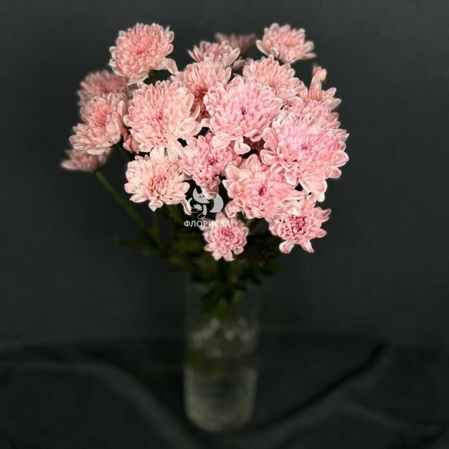 Хризантема кустовая &laquo;Алтай Розовый&raquo;