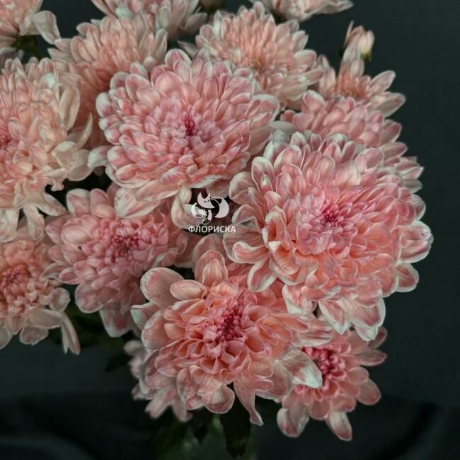 Хризантема кустовая &laquo;Алтай Розовый&raquo;