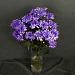 Хризантема кустовая &laquo;Алтай Фиолетовый&raquo;