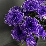 Хризантема кустовая &laquo;Алтай Фиолетовый&raquo;