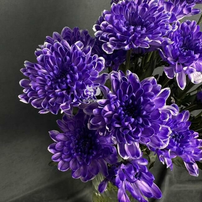 Хризантема кустовая &laquo;Алтай Фиолетовый&raquo;