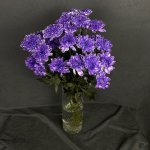 Хризантема кустовая &laquo;Алтай Фиолетовый&raquo;