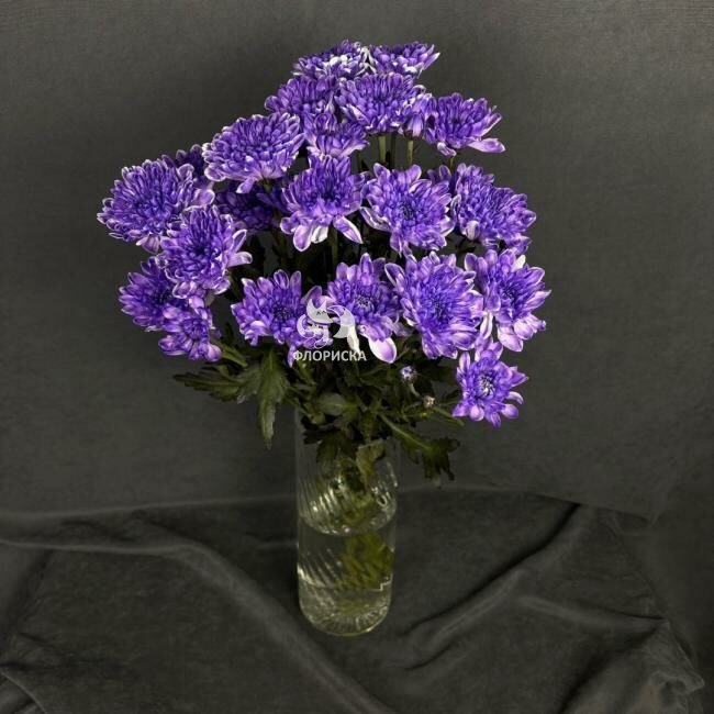 Хризантема кустовая &laquo;Алтай Фиолетовый&raquo;