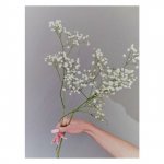 Гипсофила &laquo;Белая&raquo;