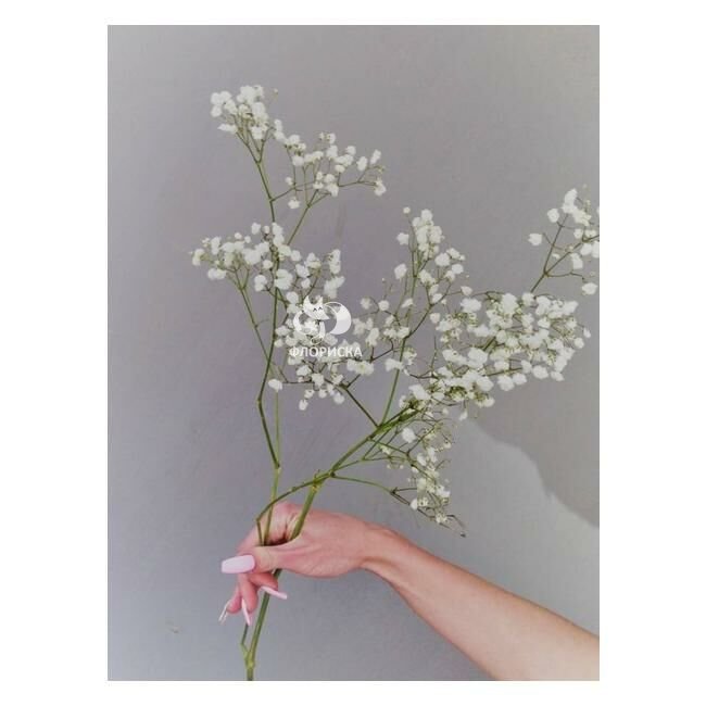 Гипсофила &laquo;Белая&raquo;