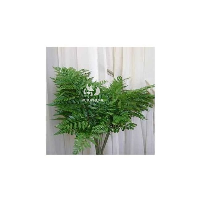 Зелень &laquo;Папоротник&raquo;