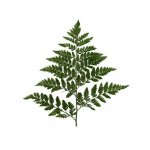 Зелень &laquo;Папоротник&raquo;