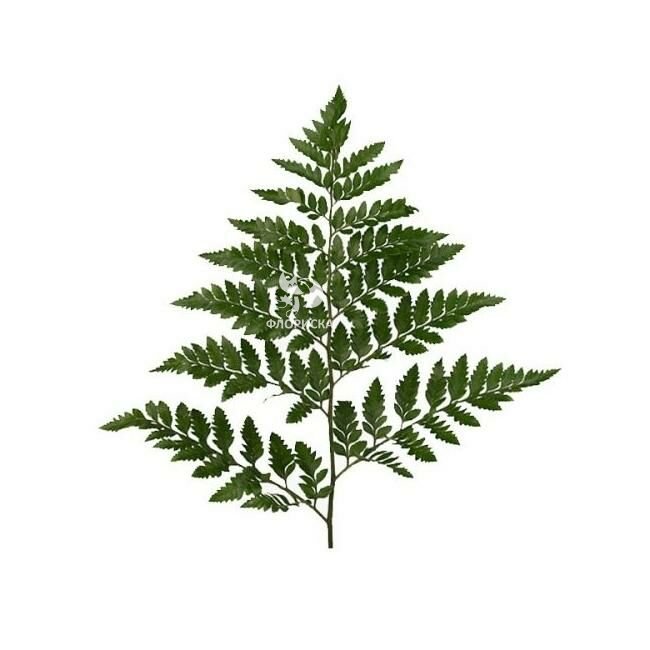 Зелень &laquo;Папоротник&raquo;