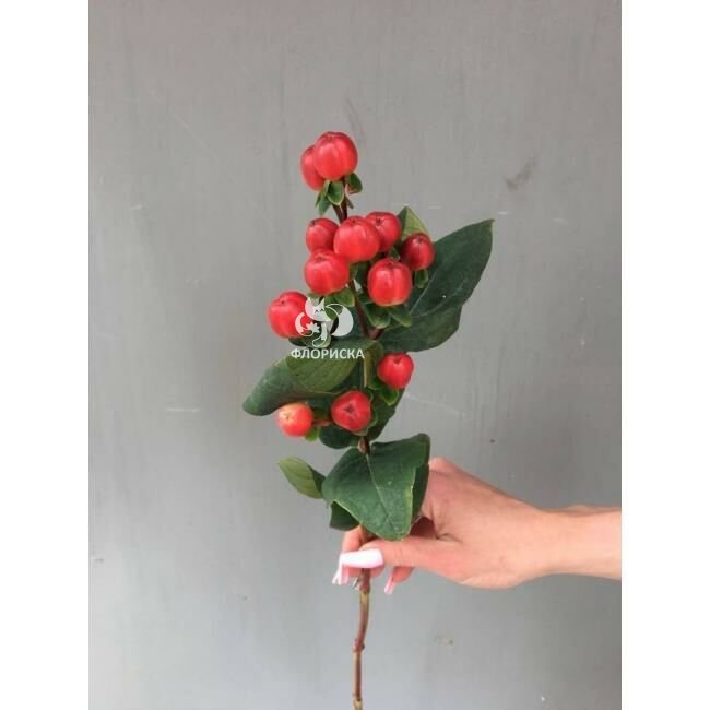 Зелень &laquo;Гиперикум&raquo;