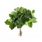 Зелень &laquo;Салал&raquo;