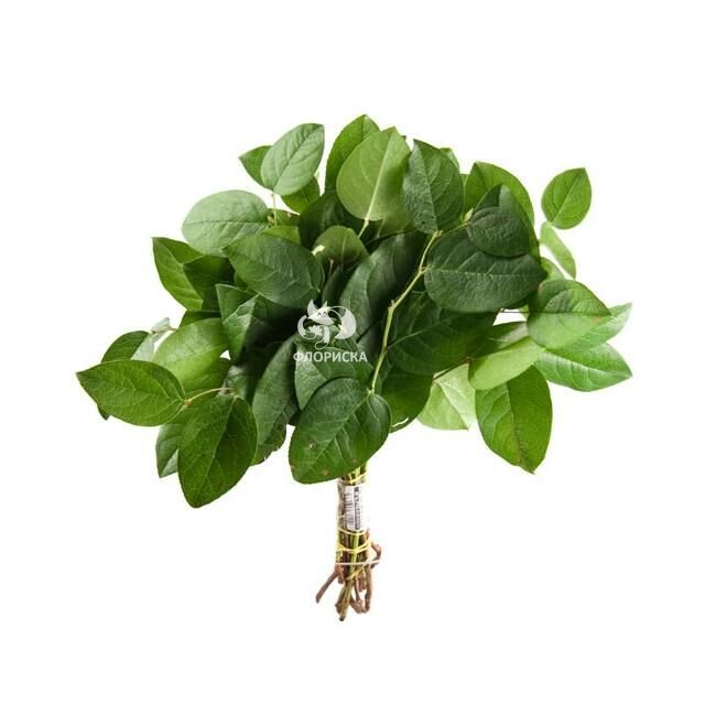 Зелень &laquo;Салал&raquo;