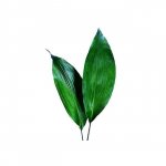 Зелень &laquo;Аспидистра&raquo;