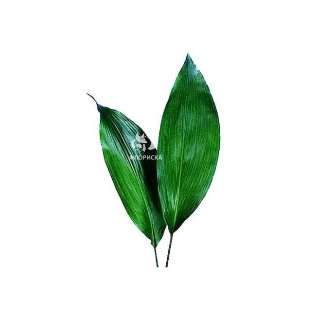 Зелень &laquo;Аспидистра&raquo;