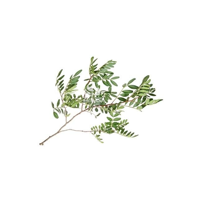 Зелень &laquo;Фисташка&raquo;