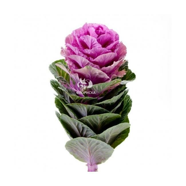 Зелень &laquo;Брасика&raquo;