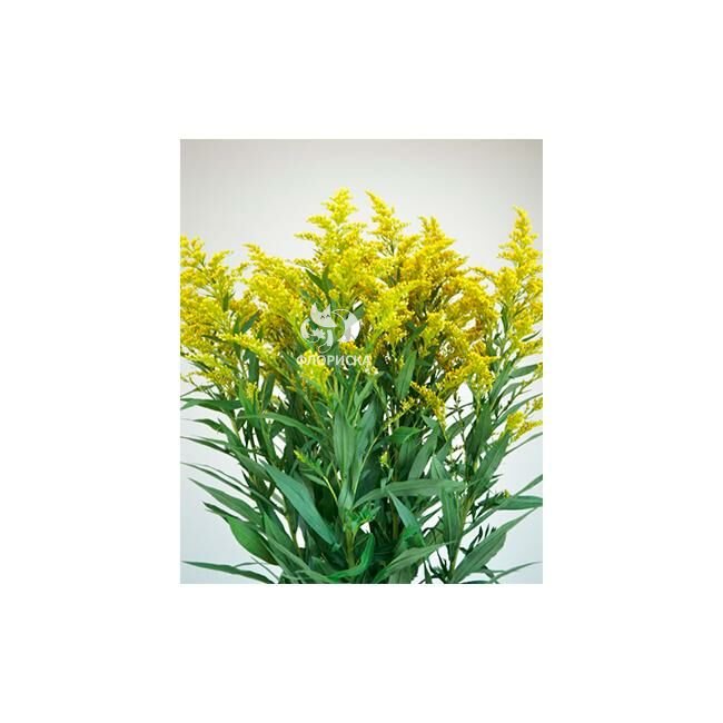 Зелень &laquo;Мимоза&raquo;